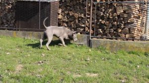 Thai Ridgeback - CHENG PLUMS ´JEWEL