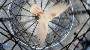 Рождественское чудо (Шуя 07.01.2022)