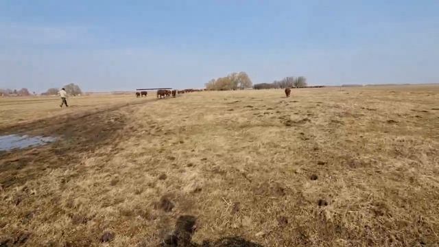 РАБОТАЕМ С ГЕРЕФОРДСКИМИ БЫЧКАМИ в кфх Дик. Апрель 2021 года....