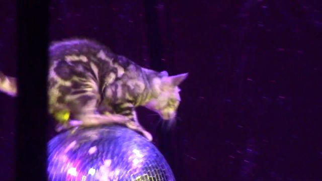 Цирк 2 - животные смотреть онлайн