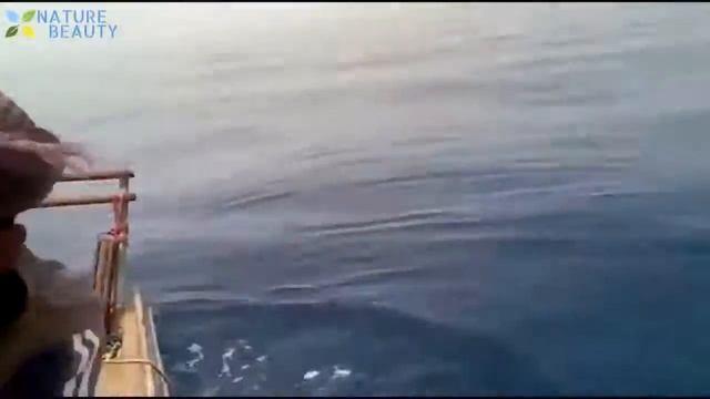 Топ 5 крупных рыб, пойманных в море, Удивительные навыки ловли рыбы и ловли большого тунца смотреть онлайн