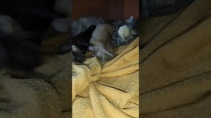 Котятам Пушинки 11 дней кошка и котята / kittens 11 days