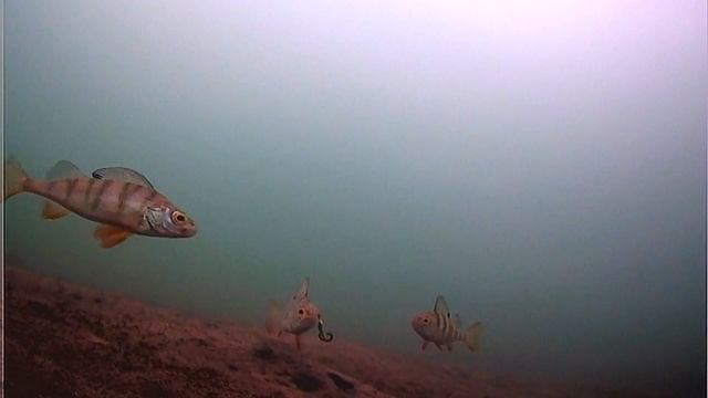 Зимняя рыбалка с подводной камерой АНD .  ЗАКРЫТИЕ СЕЗОНА ДЕКАБРЬ -  2023.