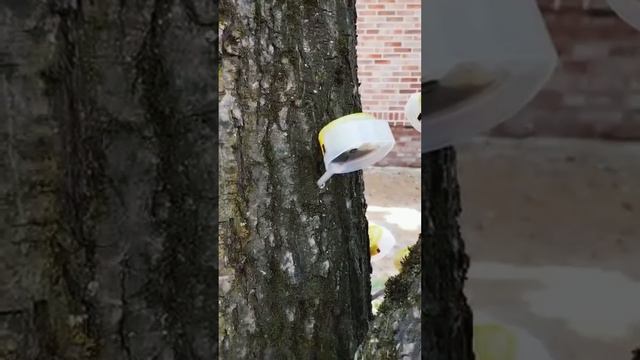 У дуба бактериальная водянка. Что делать?