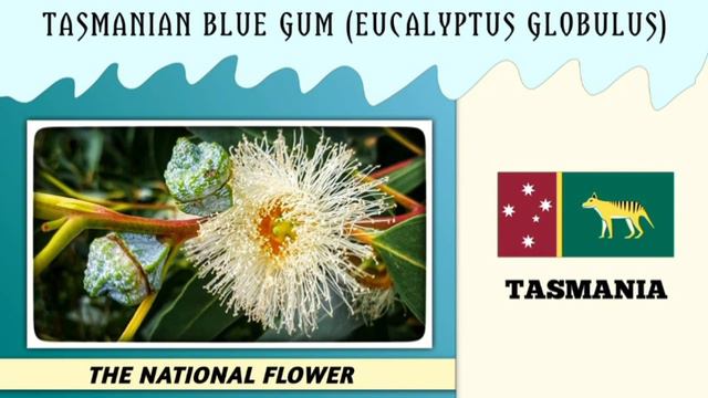 National Flower From Different Countries @factsphrenia смотреть онлайн