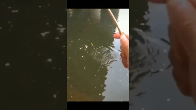 Ловить рыбу можно не только на дорогущие удочки смотреть онлайн