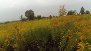 Канадский золотарник,новый осенний медонос