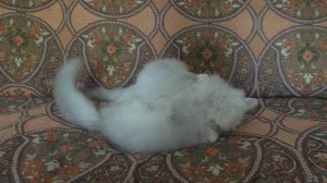 Драка котов.