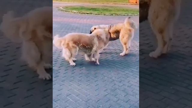 Видео приветик от моих деток Джехан Гир 7 месяцев. ❤️  ? Щенок кавказской овчарки