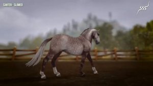 Липпицианские лошади в STAR STABLE | LIPIZZANER HORSE