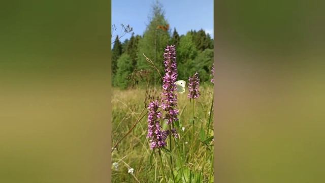 Бабочки Перламутровки Бабочка Капустница Русская природа смотреть онлайн