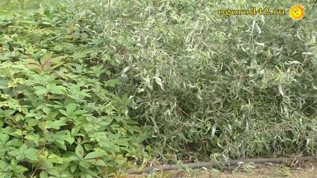 Как размножить смородину, гортензию смотреть онлайн