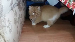 Как отучить кошку таскать котят в другое место?