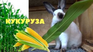 Кукуруза в кормлении кроликов