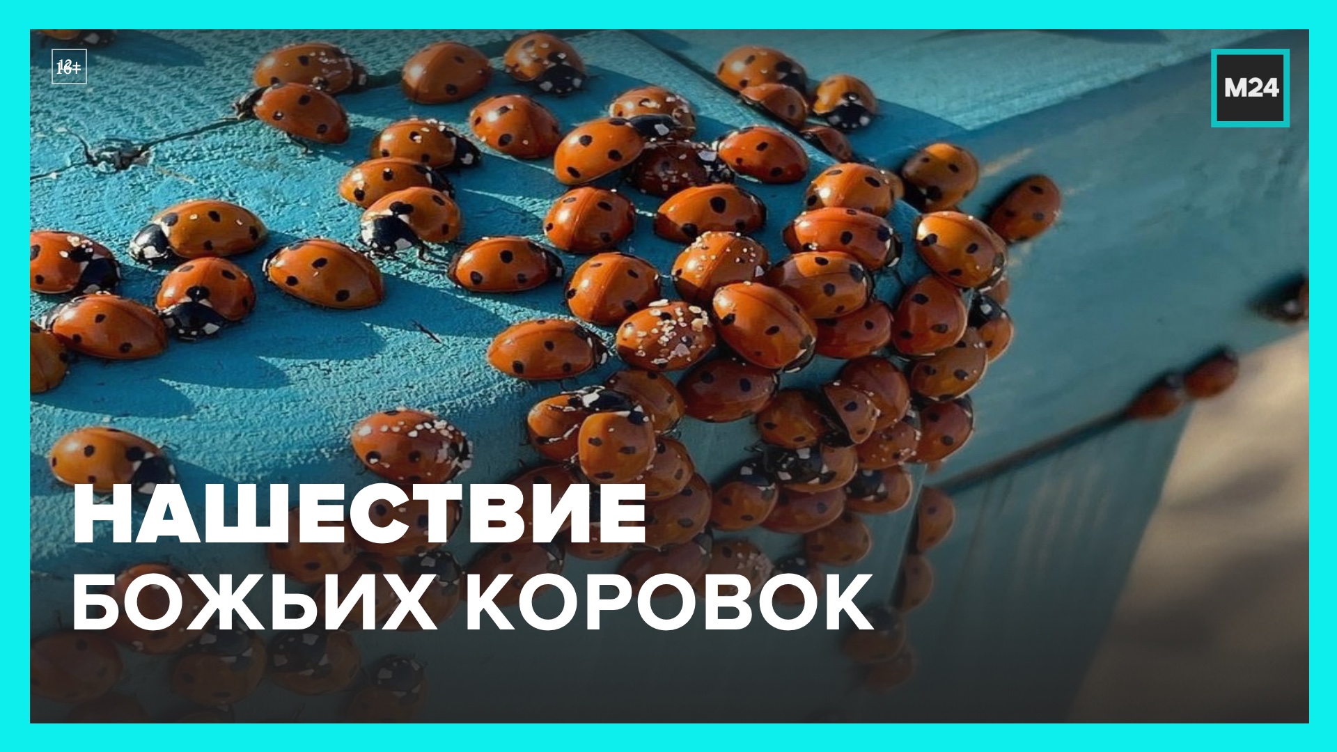 Туристы из Анапы засняли нашествие божьих коровок - Москва 24