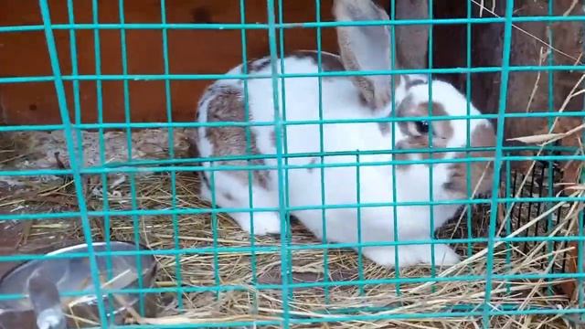 КРОЛИКИ?НА ДАЧЕ⛪ПРО КРОЛИКОВ ВСЁ?? смотреть онлайн