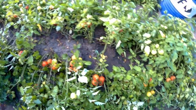 900 кг с 1-ой сотки томат помидор детерменантный солероссо f1 смотреть онлайн