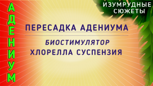 АДЕНИУМ Пересадка Адениума. Биостимулятор Хлорелла Суспензия.