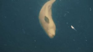 Откуда появился миф о русалках?