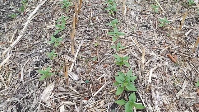 подсолнечник по стерне кукурузы всходы nou-till смотреть онлайн