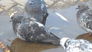 Хохолок на ветру как веер, и зачем он торчит, и расти спешит?:) Голубь в лужице.