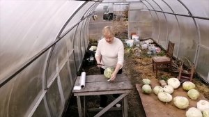 Подготовка капусты к хранению. Каждый кочан - в пищевую пленку