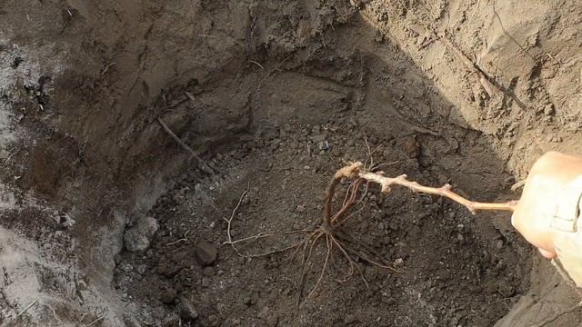 Правильная посадка винограда. Шпалера для винограда смотреть онлайн