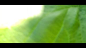 Фундук сорта 4219, итоги года и роль опылителей