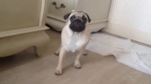 Трус трус трус