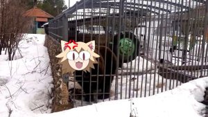 Neko Arc - Не лезь, она тебя сожрет