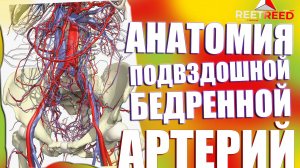 Анатомия ПОДВЗДОШНОЙ и БЕДРЕННОЙ Артерий