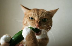 Коты и огурцы.mp4