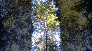 Работа русско европейской лайки по белке.