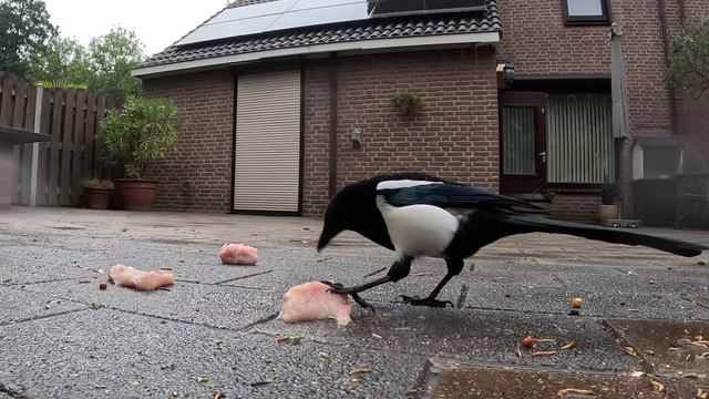 РЕМ ИСПУГАЛСЯ ДОЖДЯ ☔️ И КОПОШАЩИХСЯ СОРОК? #птицы #врановые #ворона #кормушка #наблюдение смотреть онлайн