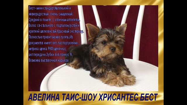 Продаются  щенки йоркширского терьера 3 месяца