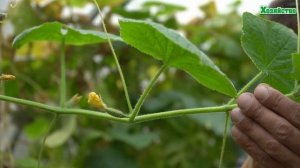 Результаты подкормки огурцов щавелевой кислотой. Урожай до поздней осени.