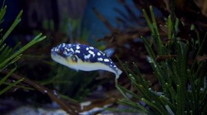 тетрадон, иглобрюх, рыба фугу в аквариуме