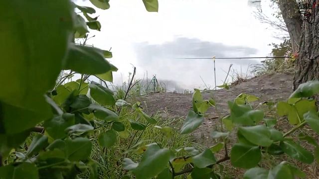 НА ДИКУЮ РЕКУ С ФИДЕРОМ! КАРАСЬ ПОРАДОВАЛ! Что может быть лучше? смотреть онлайн