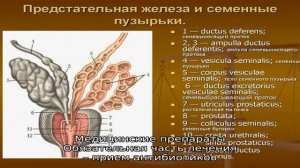 Везикулит и простатит: общие черты и отличия