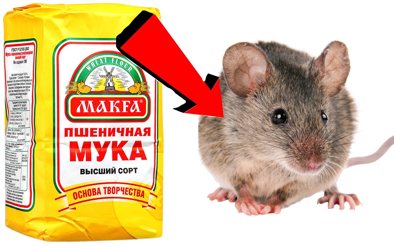 Как быстро избавиться от мышей. Грызуны для дома. минутная мышь. избавьтесь от мышей. маусбанд от мышей.