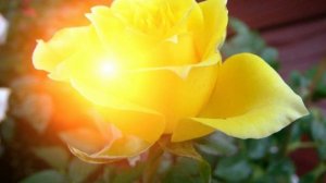 Песня Эти розы для тебя Виктор Лекарь песни про любовь поздравление