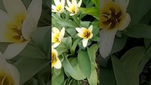 Тюльпан фостера. Тюльпан ботанический