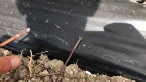 Подвой Кубань 86 для миндалей Вайро, Маринада