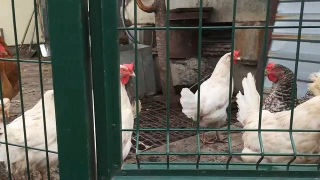 куры кудахкают (2015) смотреть онлайн