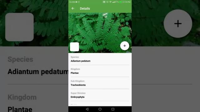 PlantSnap identifies a Northern Maiden Hair (Adiantum pedatum)