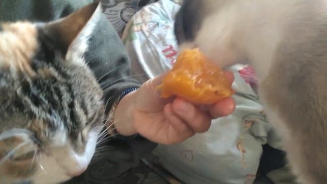 Хурмоеды)