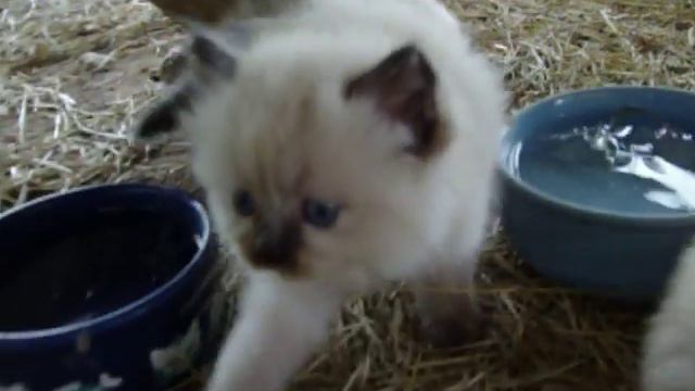 Himalayan Munchkin kittens 6 9 13 смотреть онлайн