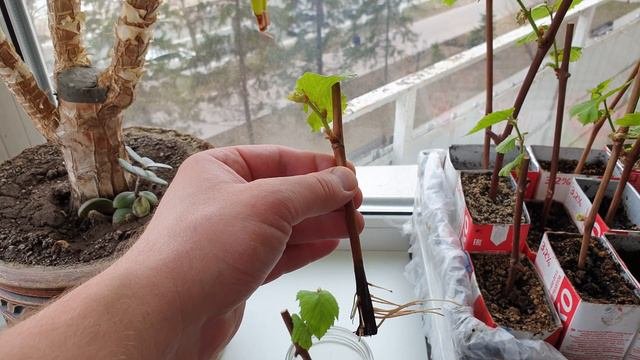 Укоренение черенков винограда с одной почкой