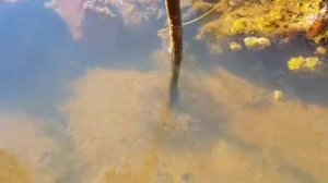 Актиния .Охотское море. Магадан