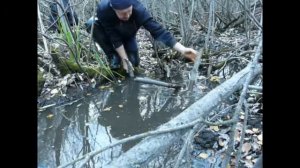 Охота на бобра.mp4